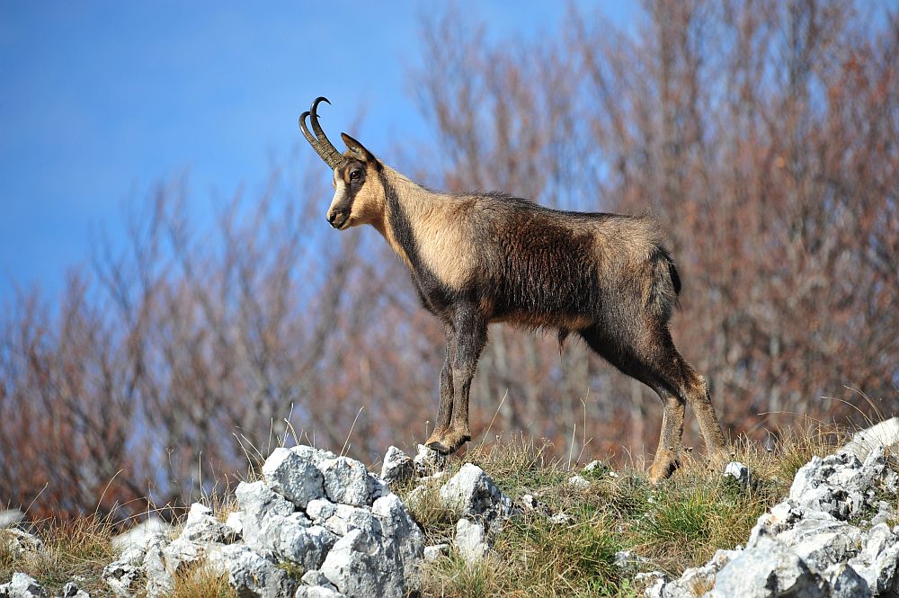 Camoscio appenninico - Rupicapra pyrenaica ornata